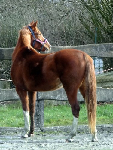 photo par Myhorsez