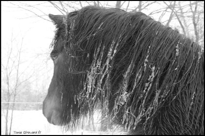 <3 mon petit poney Surprise <3