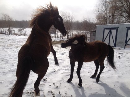Perceval et Whisper 