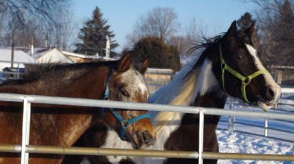 Myska et Beauty les terreurs