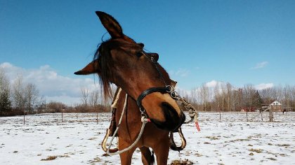 pas toujours évidant la vie de pouliche