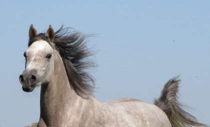 ma belle Esscapade!
