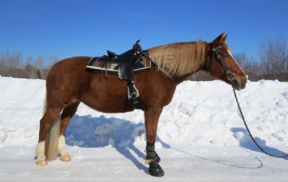 Ma jument avec son kit western... Cet été on va essayée les...