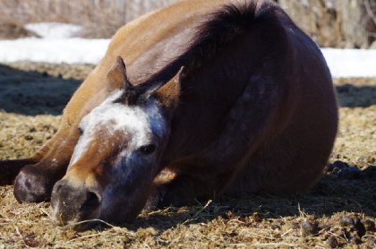 Cheval couché
