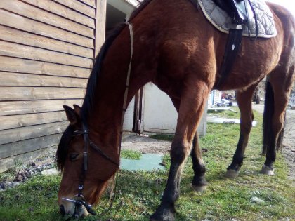 mon bb