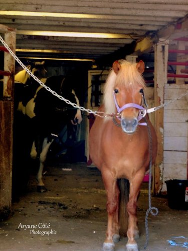 Marguerite, ma future ponette <3 