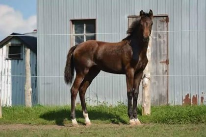 Valeska, née il y a 2 ans déjà. 4 mois sur cette photo