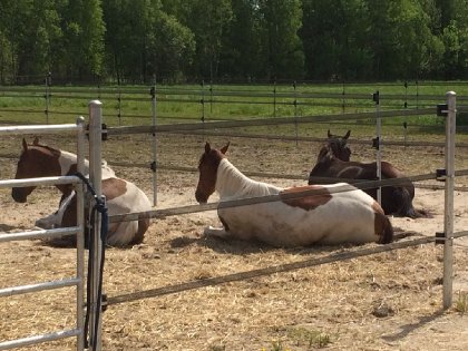 Paddocks