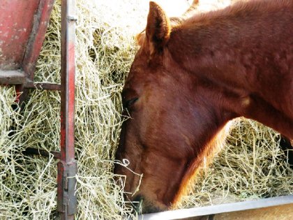 Une grosse fille heureuse et son passe-temps préféré : MANGER !