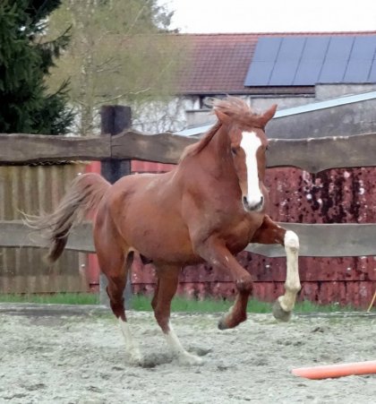 photo par Myhorsez