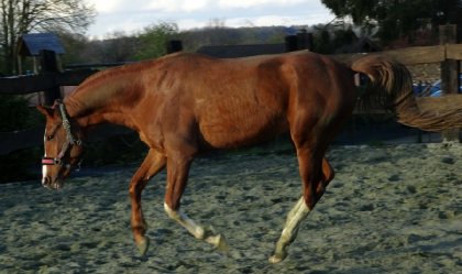 photo par Myhorsez