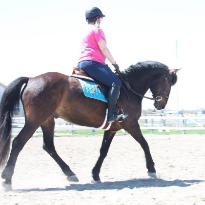 Le beau Hershey! <3 que je l'adore ce cheval la!