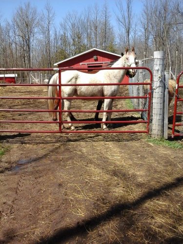 Mon nouveau cheval Snow- Eskimo Momo :) 