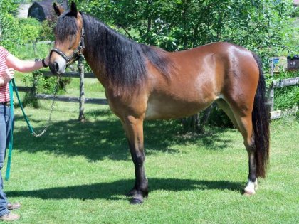 Rose, demi-Canadienne