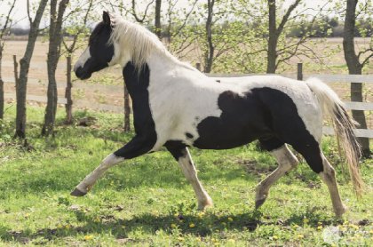 Depuis qu'il est petit que je dis qu'il aurait fait un bon...