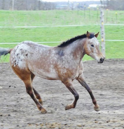 Sleeping Beauty, demi-sang arabe de 6 ans