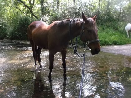 Ma joli jument dans une rivière pendant une promenade en main. 
