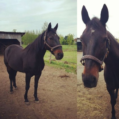 Mon beau garçon avec son nouveau licou! Hey que t'es beau <3 Je...