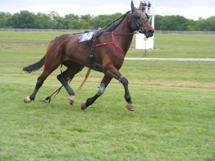 Cheval trotteur échappé après la chute du driver, avant le...