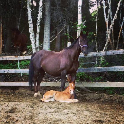 Cadence BP, ma nouvelle pouliche avec sa maman :) 