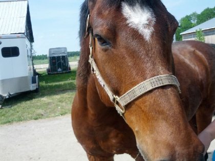 le cheval du conjoint à mon entraineure. Trop beau ce Maximus!
