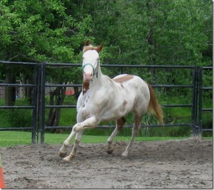 Cruiser, bébé de 2 ans - beau bonhomme n'est-ce pas!