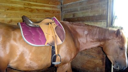 Nouvel photos de Horizon, avec sa selle spécial débourrage, car...