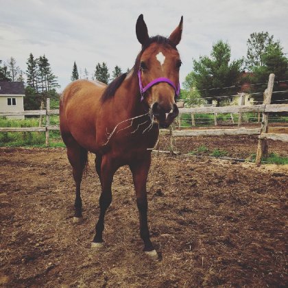 Ma nouvelle pouliche de 2 ans &#128154; GA Fizz Electra