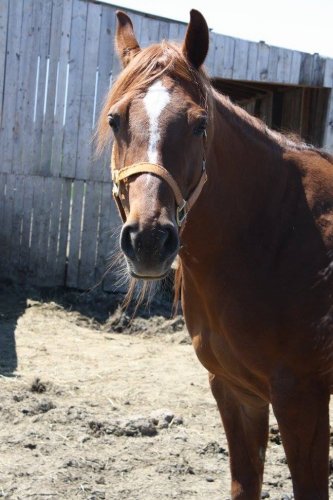 La plus belle! <3  Arabe X QH :D 
