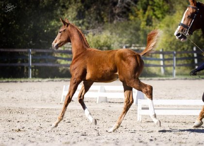 Bellatrix DreAMM, Premium 2015,  par Belissimo M pour dressage...