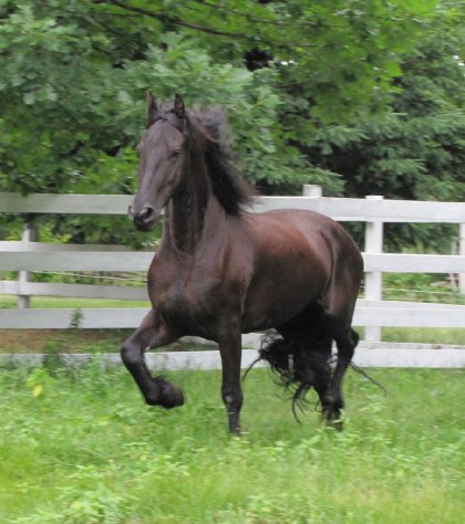 Jazz,frison 6 ans