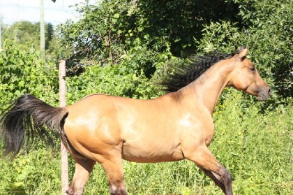 JG Special Poco Girl pouliche QH de 2 ans :)