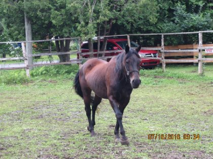 standardbred