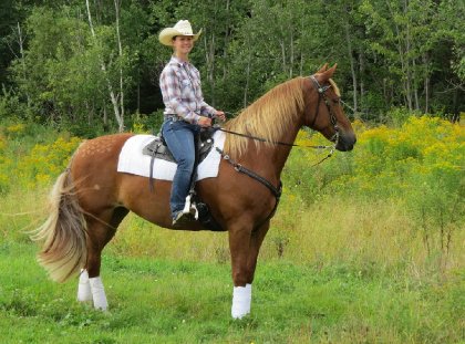 Sur ma jument à la compé de Cowboy Extrême aux Écuries Hors la...
