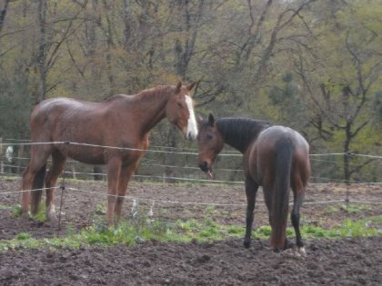 Ma jument qui mange en tête à tête avec son voisin de pré