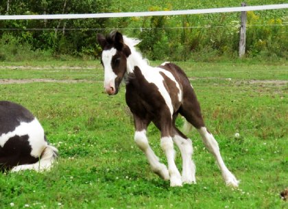 Jagger, poulain Gyspy Cob fils de Rosie et d'un étalon des...