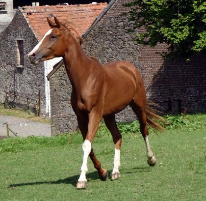 photo par Myhorsez