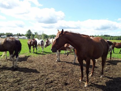 Cowgirl et ses amis au champs :)