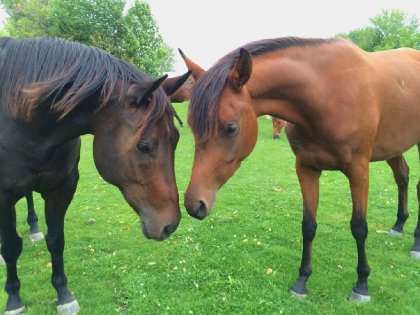 Teena et Cybelle, une nouvelle amitié <3