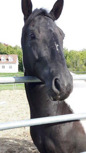Rosabelle-Luna qui m'est revenue après 3 ans, c'est fous à...