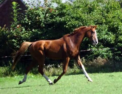 horizon qui devient un magnifique cheval