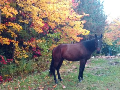 Couleur automne
