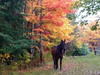 Quebec automne jack 2016