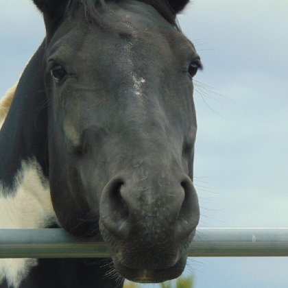 Rosabelle-Luna paint horse enregistré 5 ans <3 Bientôt 3 semaine...