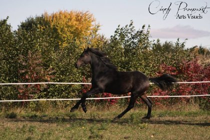 FrisonxPaint horse 17 mois - Finn de Lisyja