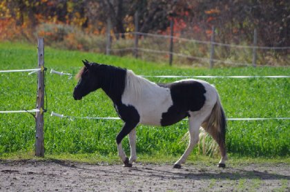 Eywa, mon nouveau poney