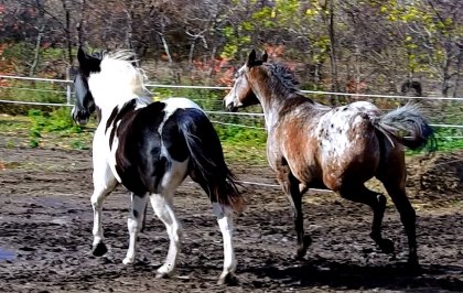 Mes deux fofolles qui font la course dans la boue