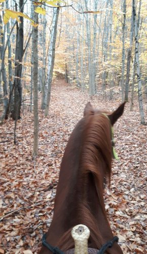 Trail avec badger dans ce paysage d'automne 