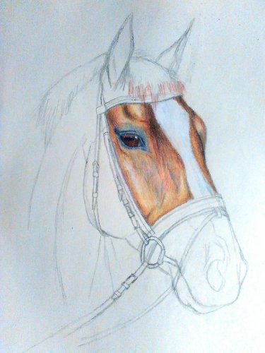 Portrait d'un cheval
