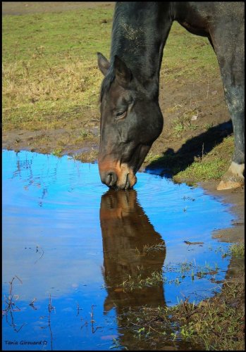 Un cheval bois de l'eau
